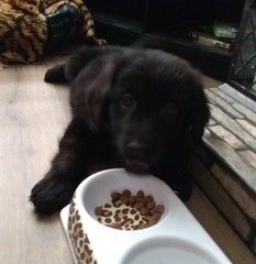 Puppy Survival Thread Part 6