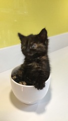 Show me your cats!