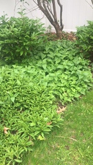 To weed or not to weed?