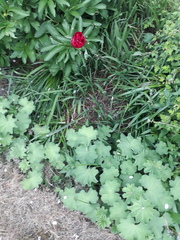 Name this plant