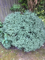 Please identify these 3 plants!