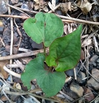 To think these are weeds?