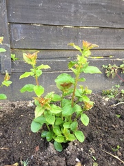 Can you please help identify this plant?