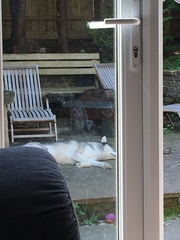 Do you think my puppy is finding it a bit warm.