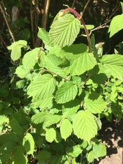 What is this please before i cut it down?