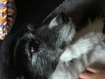 ideas for mix of this dog