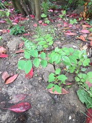 plant ID please