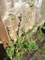 Help with a fuchsia