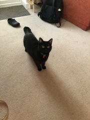 Our cat has gone missing. Any stories of cats coming back after a while please?