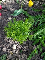 Anyone know what this is?
