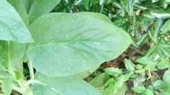What are these plants.