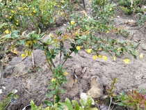 What to put in a public space - very dry, poor ground