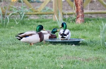 AIBU to feed the ducks?