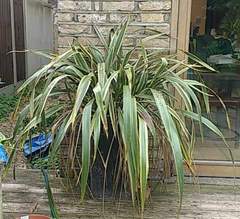 Ornamental grass