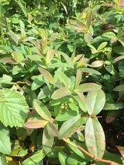 Anyone know what this is?