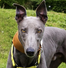 Considering rehoming a dog from a rescue... any tips? Advice?