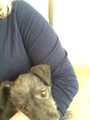 Does anyone know a good breeder of Bedlington terrier X whippet?