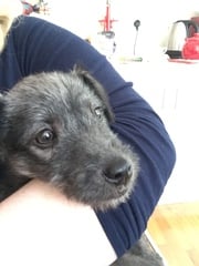 Does anyone know a good breeder of Bedlington terrier X whippet?