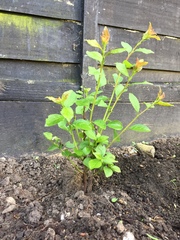 Can you please help identify this plant?