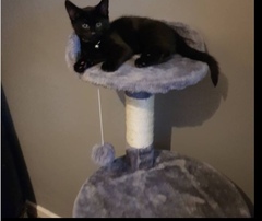 Kittens and young children, advice?