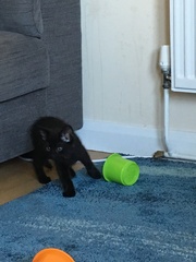 Meet Enid