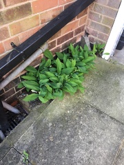 Plant Identification help please!