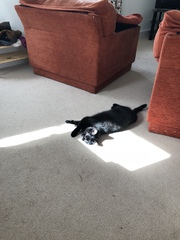Our cat has gone missing. Any stories of cats coming back after a while please?