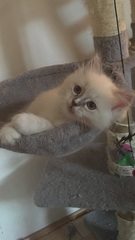 We have kittens!