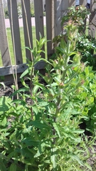 Is this a campanula?