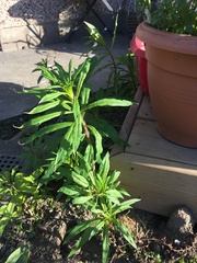 Weed?