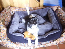 ideas for mix of this dog