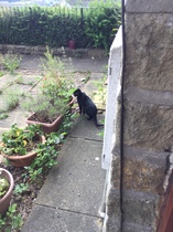 To think it’s cruel to keep cats indoors?