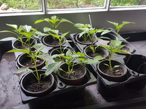 Allotment/Veg Patch Thread 12! Plotmenters hoping for better weather