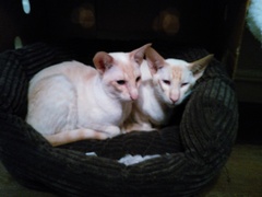 or did we get sold defective cats?