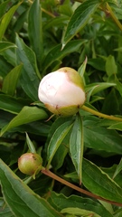 Show off your peonies!