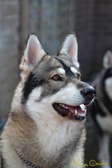 Northern Inuit/British Timber Dogs