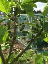 Allotment/Veg Patch Thread 12! Plotmenters hoping for better weather