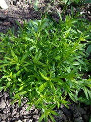 Anyone know what this is?
