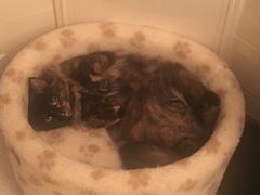 What's your DCat up to today? Episode 6, Return of the... Cats?