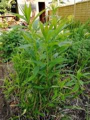 Weeds, nice plants, horrid plants??