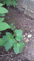 Plant or weed?