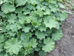 Name this plant