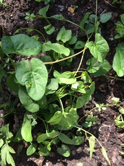 what is this taking over my salad patch?!