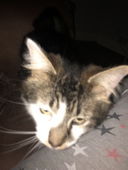 or did we get sold defective cats?