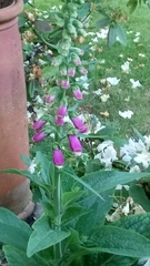 What are these plants.
