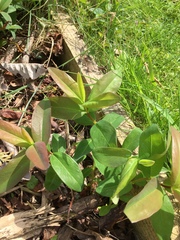 Anyone know what this is?