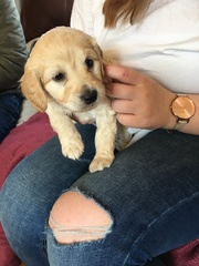 Tips for surviving puppy motherhood? 🐶