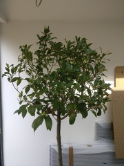 Help rescue my bay trees, please!