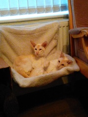 or did we get sold defective cats?