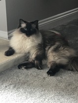 Show me your cats!
